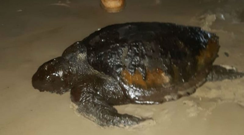 tartaruga-coberta-de-oleo-achada-em-praia-de-ilhus